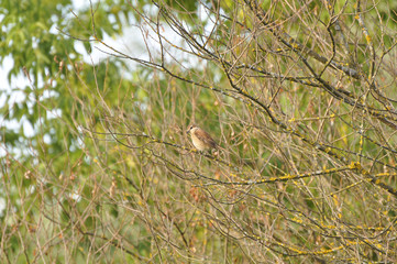 Sparrow sits on branch in the fall. Bird, animals, feathery, wild nature 