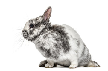 White and grey dwarf rabbit, isolated on white
