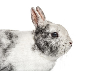 Close-up of a dwarf rabbit, isolated on white