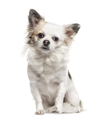 Chihuahua sitting, isolated on white