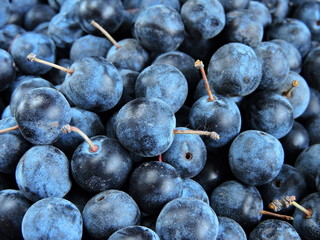 Blackthorn berries as a background. Top view.