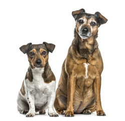 Two dogs sitting side by side, isolated on white