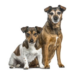 Two dogs sitting side by side, isolated on white