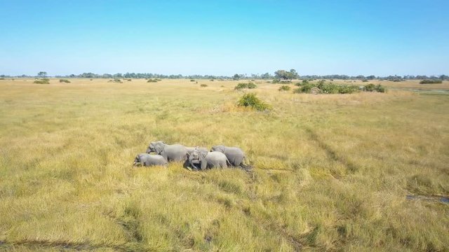 Family of elephants making their way through shallow marshy waters in the Okavango