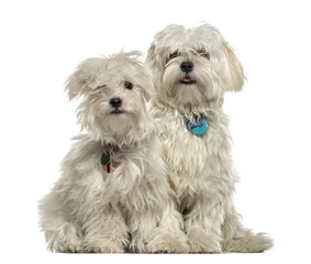 Two bichon side by side, isolated on white