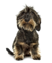 Dachshund sitting, isolated on white