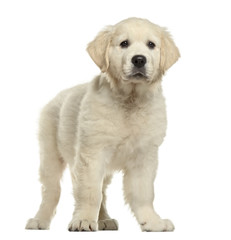 Golden retriever standing, isolated on white