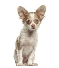Chihuahua sitting, isolated on white