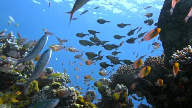School of fishes Vanikoro Sweeper swims near coral reef in Red sea. Egypt