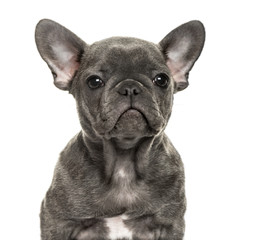 Close-up of a french bulldog, isolated on white