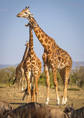 A trio of giraffes walking towards viewer in Kenya's Masai Mara with herd of wildlebeest in foreground