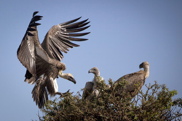 A large white backed vulture lands in a tree that holds two others in Kenya's Masai Mara national...