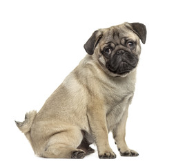 Side view of a pug sitting, isolated on white