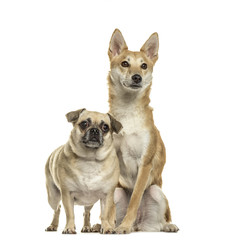 Pug and shiba inu side by side, isolated on white