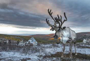 reindeer in a landscape of Northern Mongolia