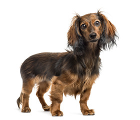 Fototapeta premium Dachshund standing, isolated on white