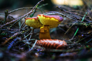 mushroom