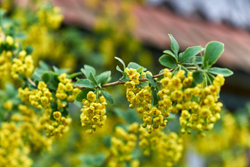 Yellow flowers on a branch