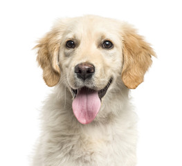 Close-up of a golden Retriever panting, isolated on white