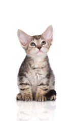 adorable tabby kitten posing on white