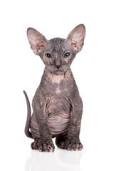 Obraz premium beautiful sphynx kitten posing on white