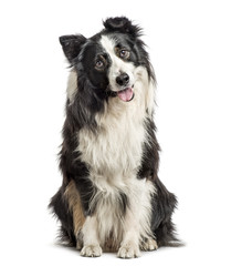 Border Collie sitting and panting, isolated on white