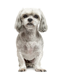 Mixed-breed dog sitting, isolated on white