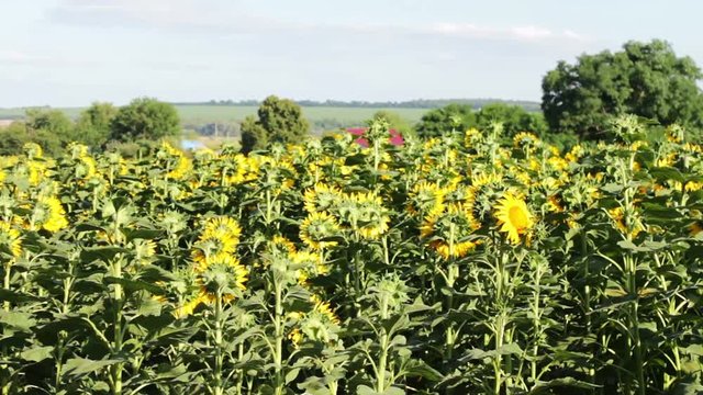 Field with sunflowers in the summer. Many young sunflowers grow outdoor