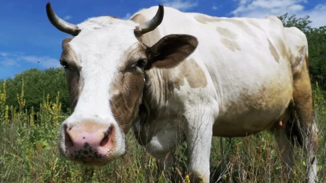 Beautiful Gray and White Cow Grazing on a Meadow on Sky Background. Slow motion in 96 fps. Close-up. Cow grazing on a green meadow eating grass, chew it and relaxing on the farm. Summer day.