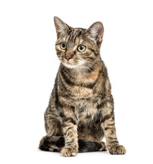 European Shorthair sitting, isolated on white