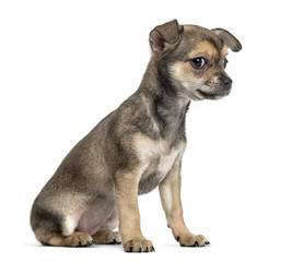 Chihuahua puppy sitting, isolated on white