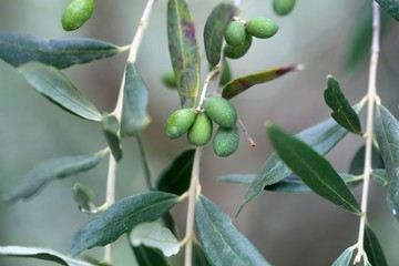 Green fruits on an olive tree