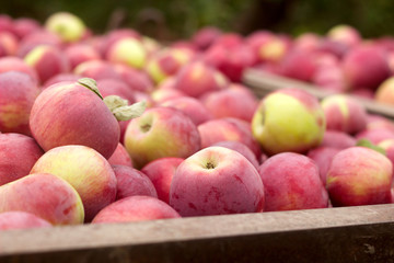 Ripe apples in a container, harvesting in the garden.