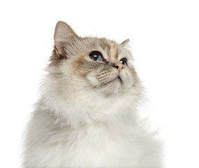 Close-up of a birman looking up, isolated on white