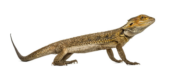 Side view of a bearded dragon, isolated on white