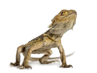 Bearded dragon standing, isolated on white
