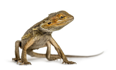 Bearded dragon standing, isolated on white