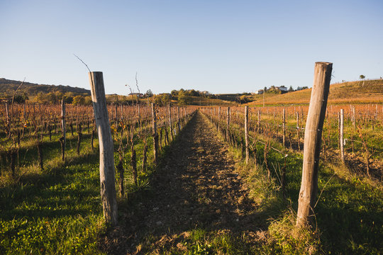 vineyards in autumn