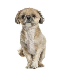 Lhasa apso standing, isolated on white