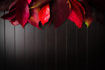 Red leaves on top. Red, autumn leaves along on dark background made of desk. Template for use in projects.