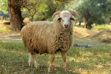 Obraz premium Sheep in forest