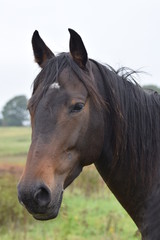 Obraz premium Portret zwierząt ciemny koń