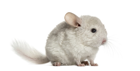 Obraz premium White chinhilla standing, isolated on white