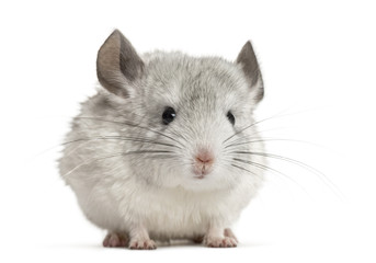 White chinchilla, isolated on white