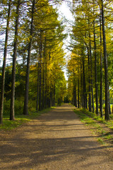 Path road  in the autumn park