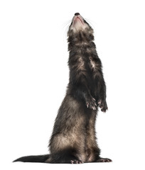 ferret on hind legs looking up, isolated on white