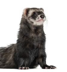 ferret standing on his front paws, isolated on white