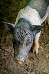 Small pig, miniature pig