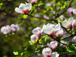 Obraz premium the white magnolia