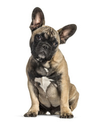 French bulldog sitting, isolated on white